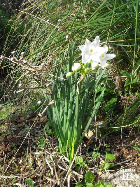 Narcissus papyraceus / Narciso papiraceo